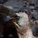 The Asian Small-clawed Otter by annied