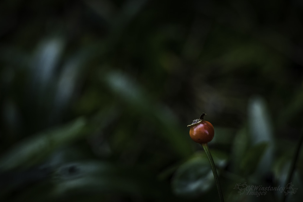 Day 155 Rose Hip by kipper1951