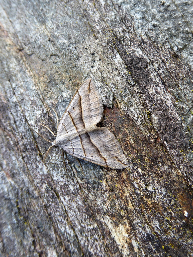 Moths of Wales 1 Lead belle  by steveandkerry