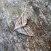 Moths of Wales 1 Lead belle  by steveandkerry