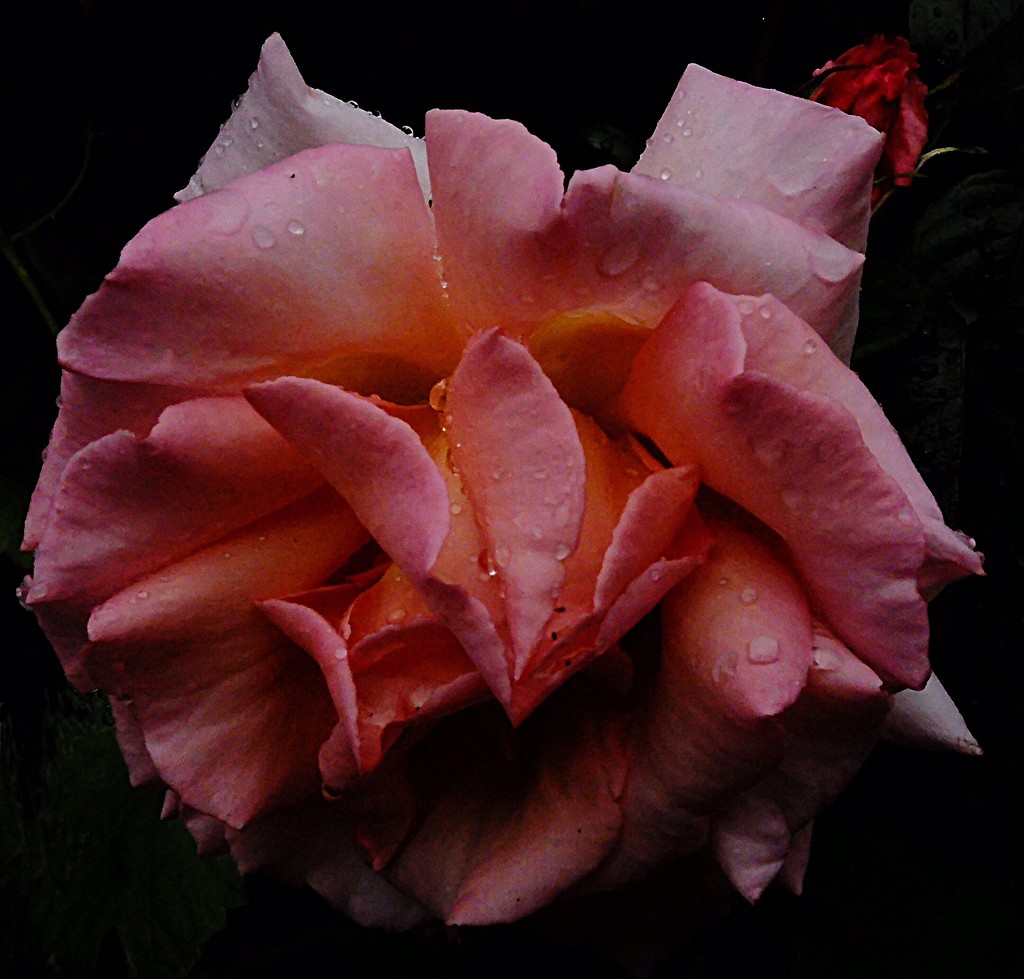 rose and raindrops by quietpurplehaze