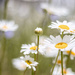 daisies by aecasey