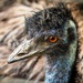Emu by swillinbillyflynn
