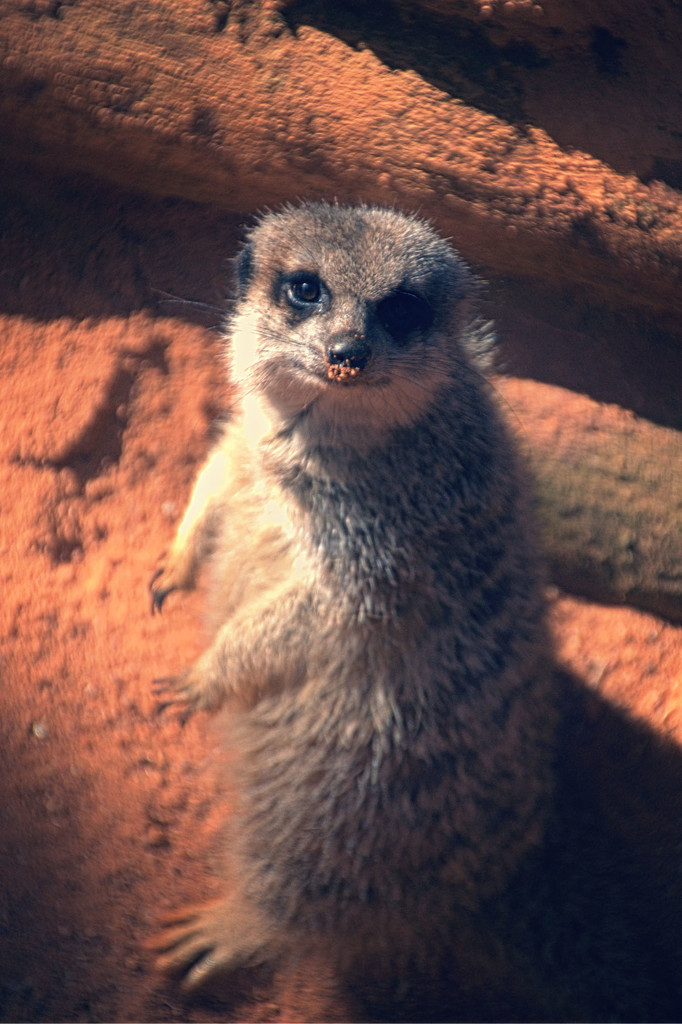 meerkat by annied