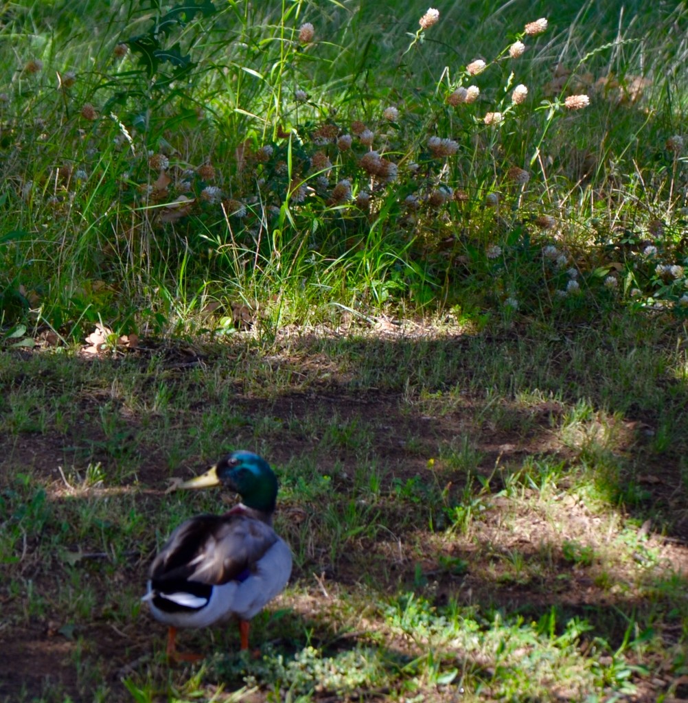 The Mallard drake and the clover by louannwarren