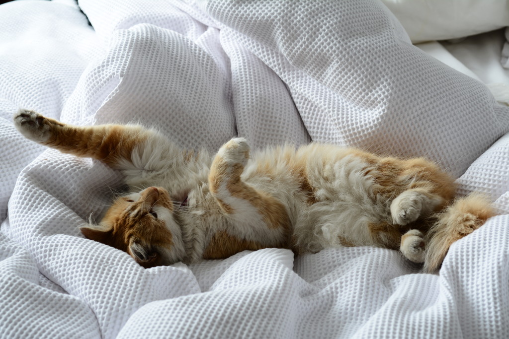 Cat on an unmade bed by rumpelstiltskin