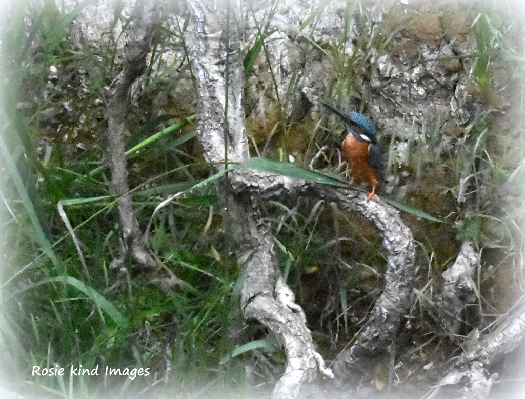 Today's kingfisher by rosiekind