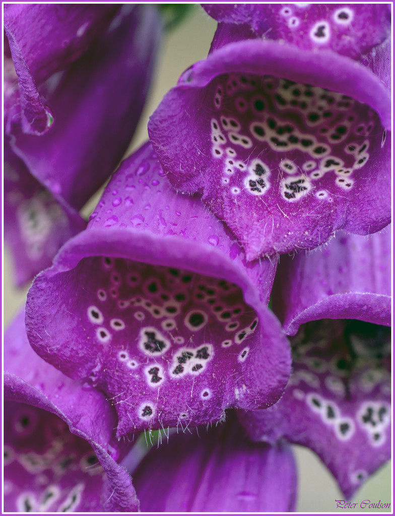 Foxgloves by pcoulson