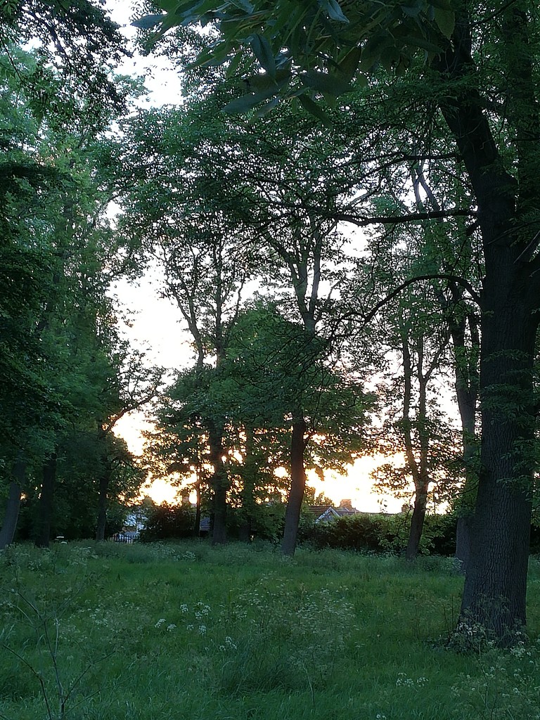 Framed tree at sunset  by plainjaneandnononsense