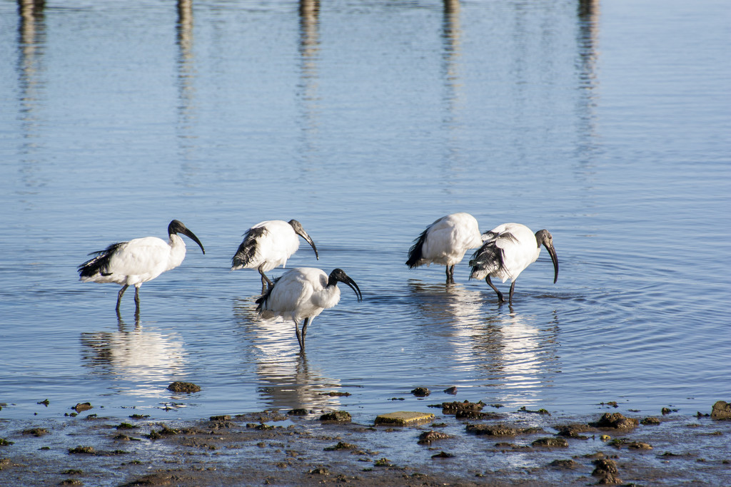 Sacred Ibis by seacreature