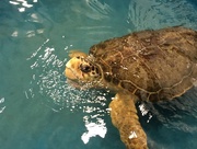 6th Jun 2017 - Topsail Sea Turtle Santuary