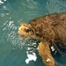 Topsail Sea Turtle Santuary by graceratliff