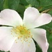 Dog Rose Flower by cataylor41