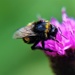 Bee on Thistle by cookingkaren