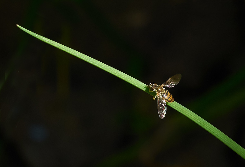 Chive with a Hoverfly by gardencat