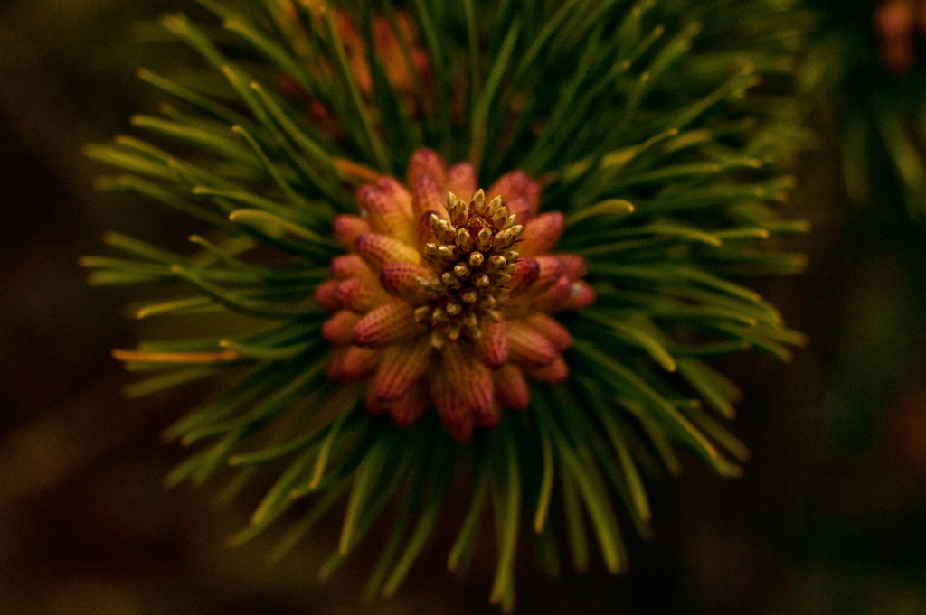 Pine Tree by dianen