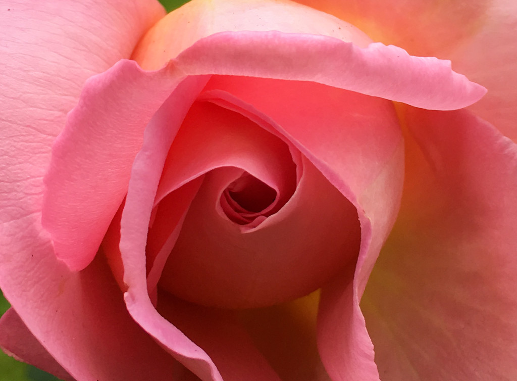 Pink Rose Bud by clay88