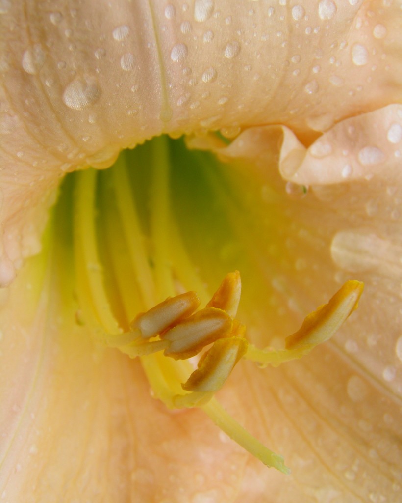 Rain drenched lily by daisymiller