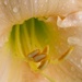 Rain drenched lily by daisymiller