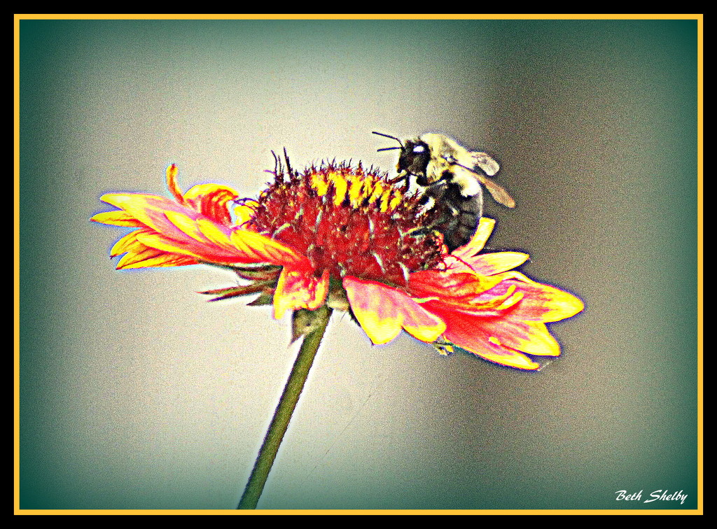 Bee My Friend by vernabeth