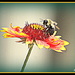 Bee My Friend by vernabeth