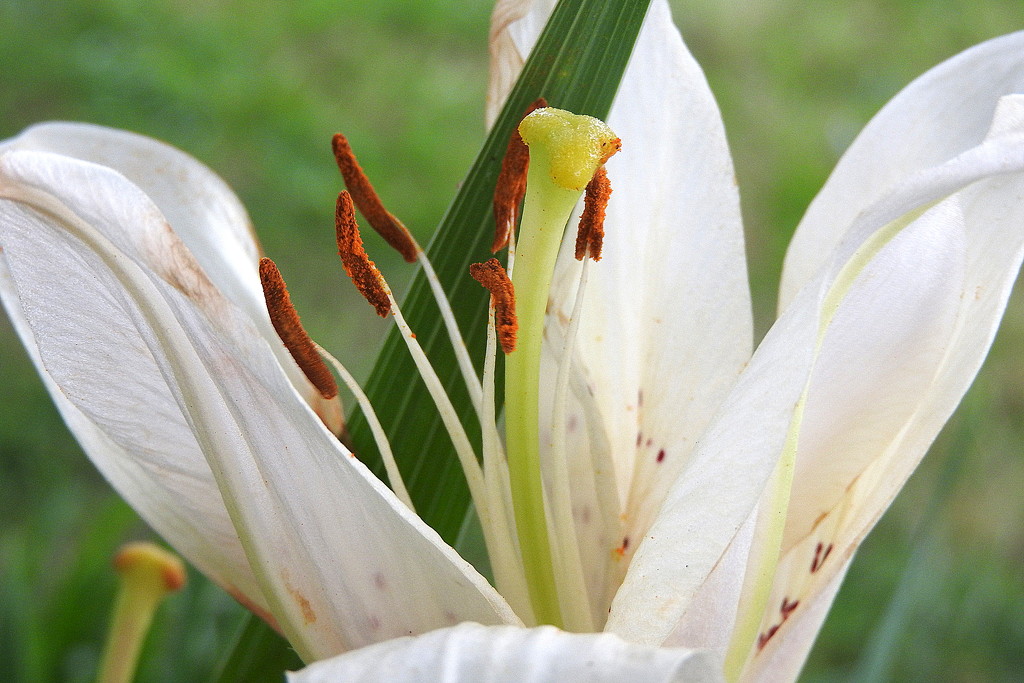 Lily Blooms by homeschoolmom