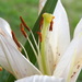 Lily Blooms by homeschoolmom