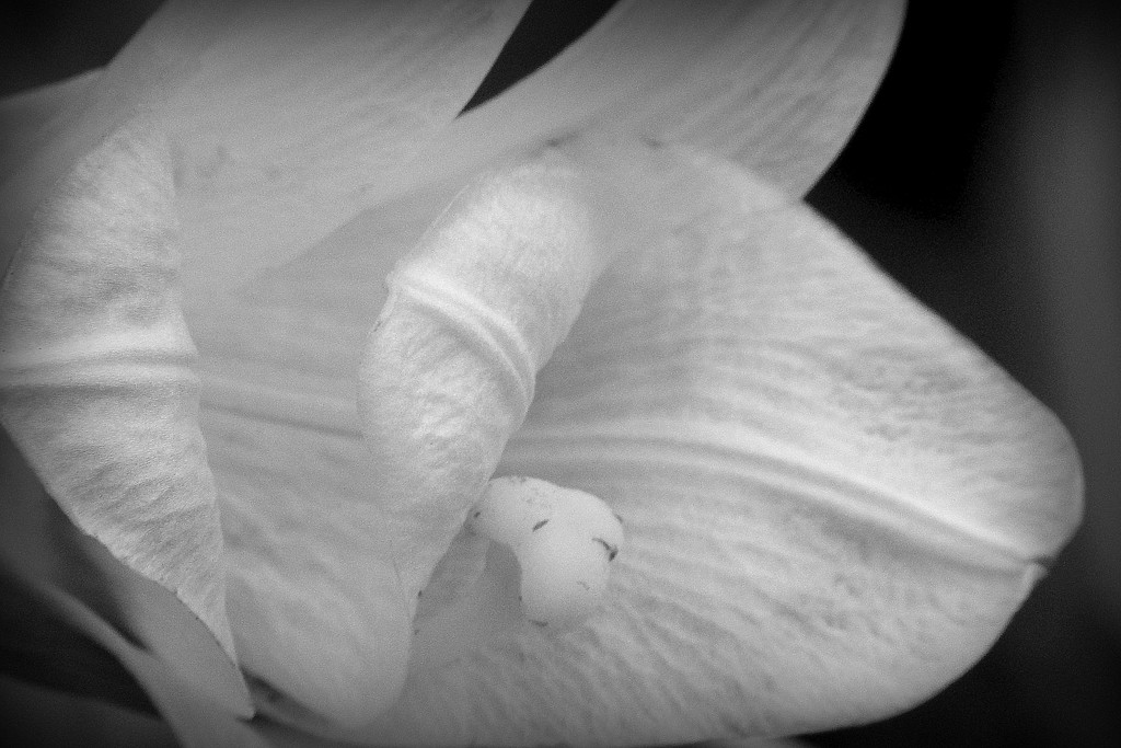 Black and White Lily by homeschoolmom