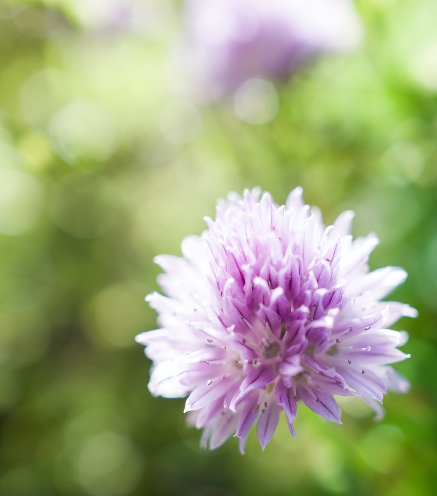 Macro chive flower by cristinaledesma33