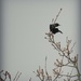 Tui at the top by yorkshirekiwi