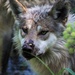 Lone Wolf by randy23