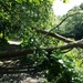 Tree Down by janetr