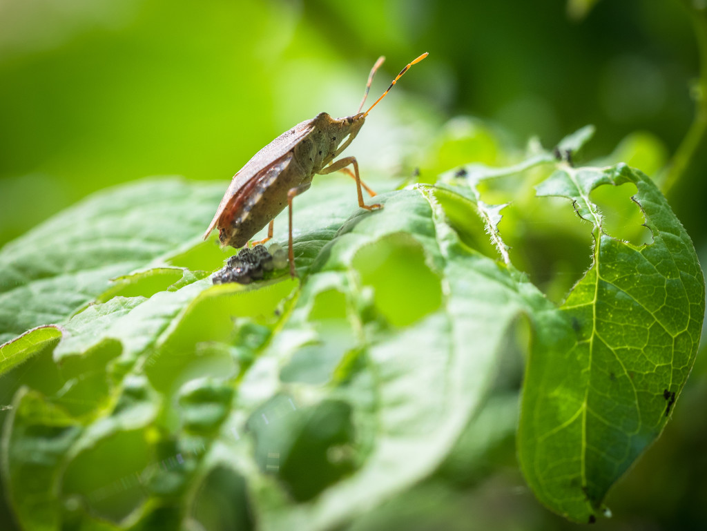 Laying eggs by haskar