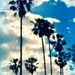 Skyward Palms by gardenfolk