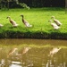 Getting all my ducks in a row. by swillinbillyflynn