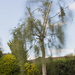 Birch tree in the wind by jon_lip