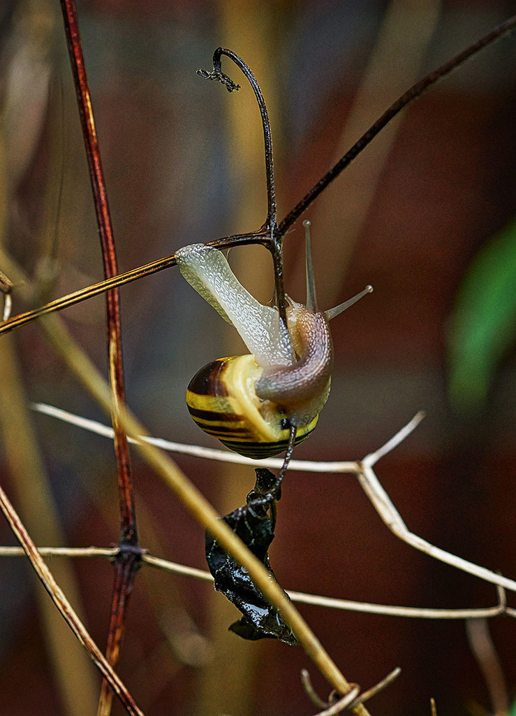 Snail Ballet 1 by gardencat