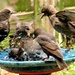I Think We're Going To Need a Bigger Bird Bath by moviegal1