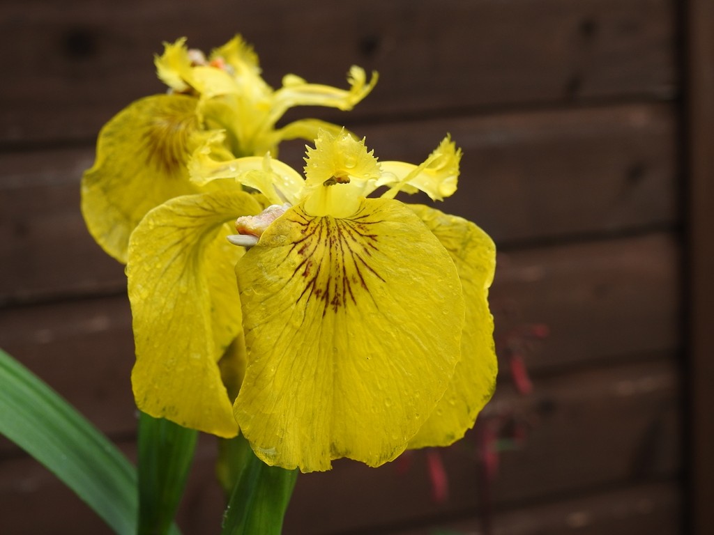 30 Days Wild - Day 6 - Flag Iris by roachling