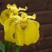 30 Days Wild - Day 6 - Flag Iris by roachling