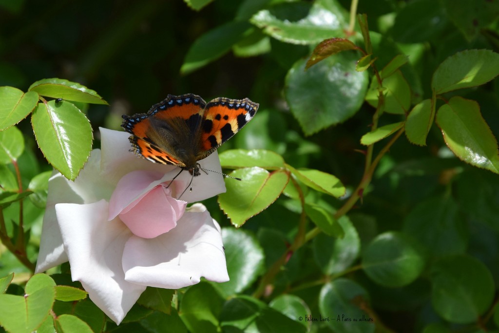 the butterfly and the rose by parisouailleurs