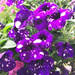Purple Polka-Dotted Petunias by yogiw