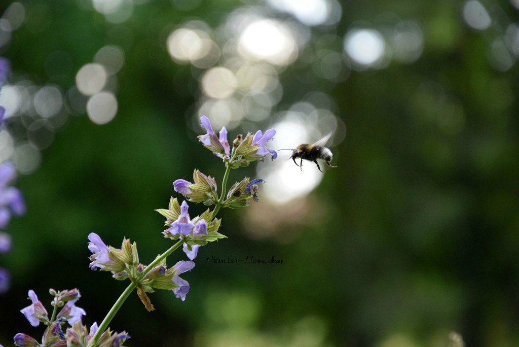 the bumblebee and the salvia by parisouailleurs