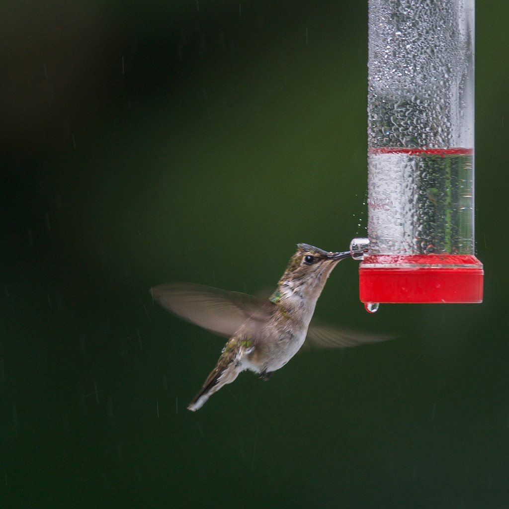 Window on a wet Mama Hummingbird by berelaxed