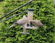 6th Jun 2017 - Collared doves 