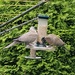Collared doves  by rosiekind