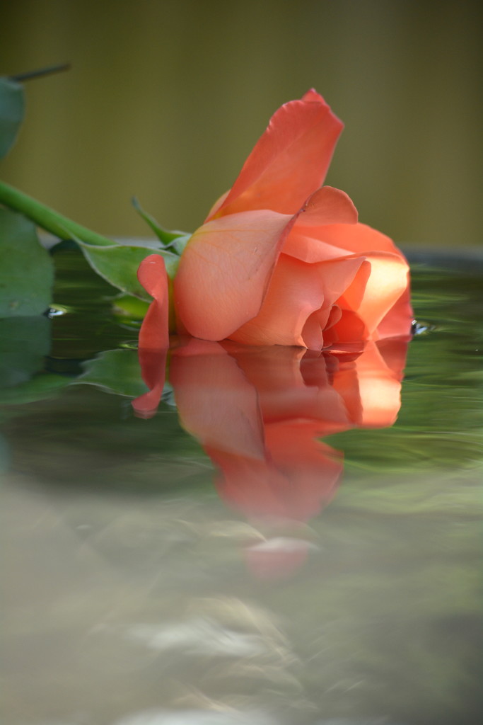 Rose in water.... by ziggy77