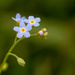 Forget-me-not by leonbuys83