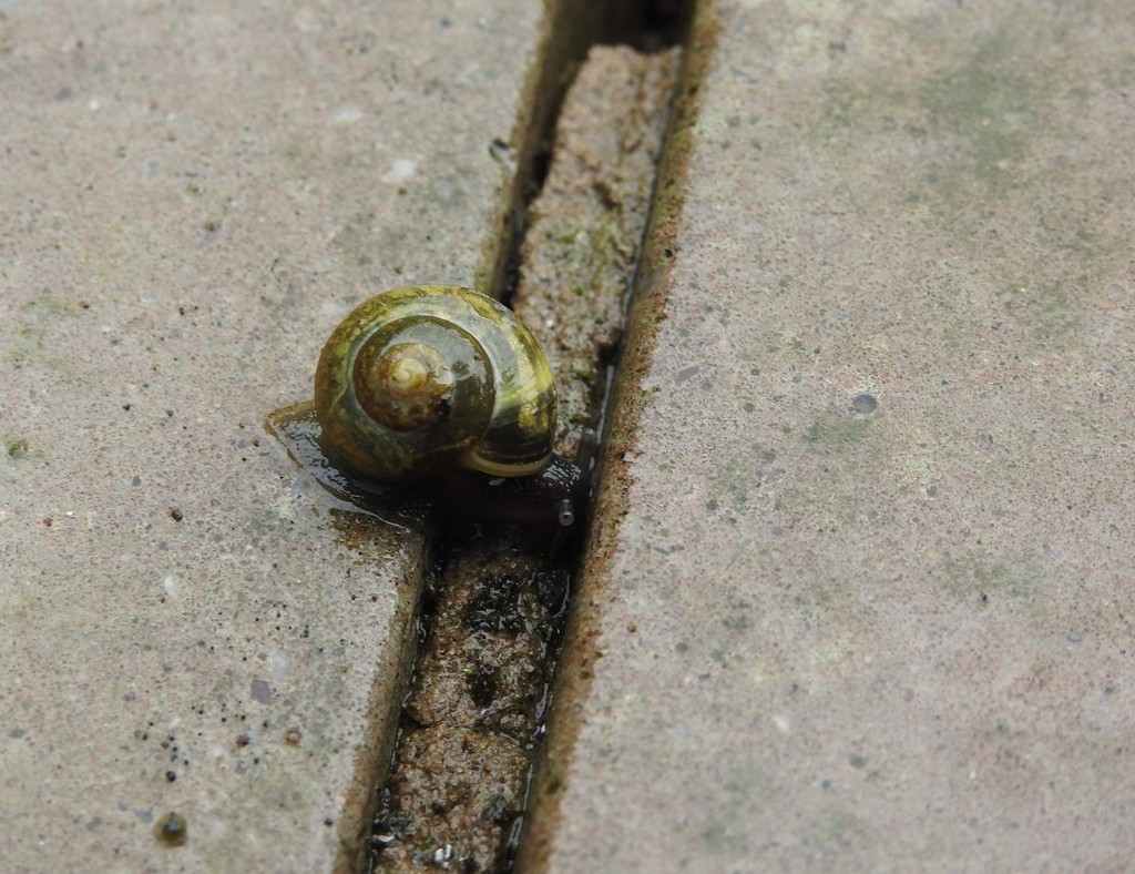 30 Days Wild - Day 5 - Snail in the Rain by roachling