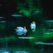 swans by lynnz